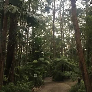 Mountain Springbrook